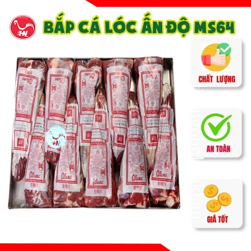 Bắp cá lóc Ấn Độ MS64