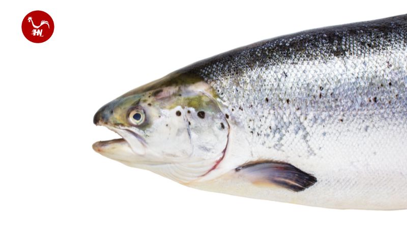 Giá cá hồi phụ thuộc vào nhiều yếu tố khác nhau. Liên hệ ngay Hữu Nghị Food để mua hàng chất lượng, giá tốt.