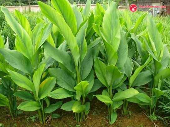 Sườn bò nướng lá nghệ a1s