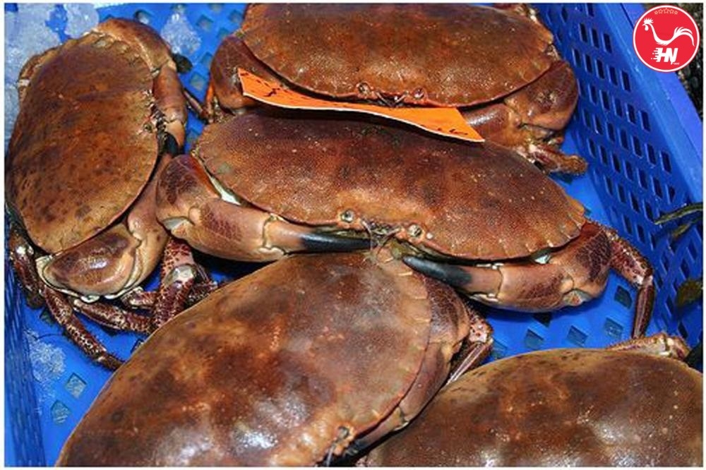 Khám Phá Cách Chế Biến Cua Nâu Ngon Miệng Hướng Dẫn Đầy Đủ26 6