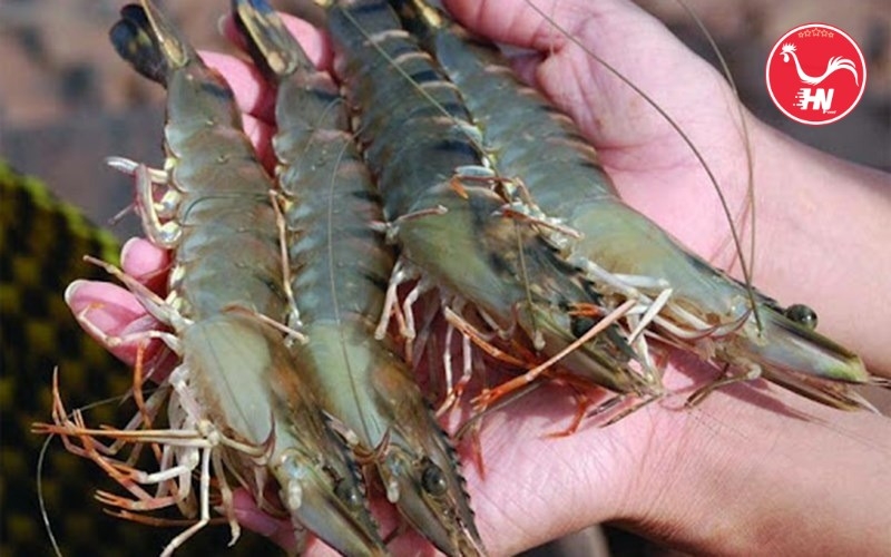 Bổ sung hải sản cho bé 6Cua, ghẹ9s