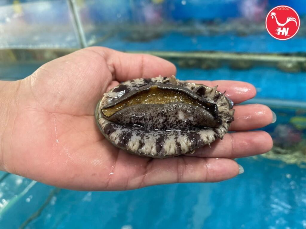 Thành Phần Dinh Dưỡng Của Bào Ngư 26s