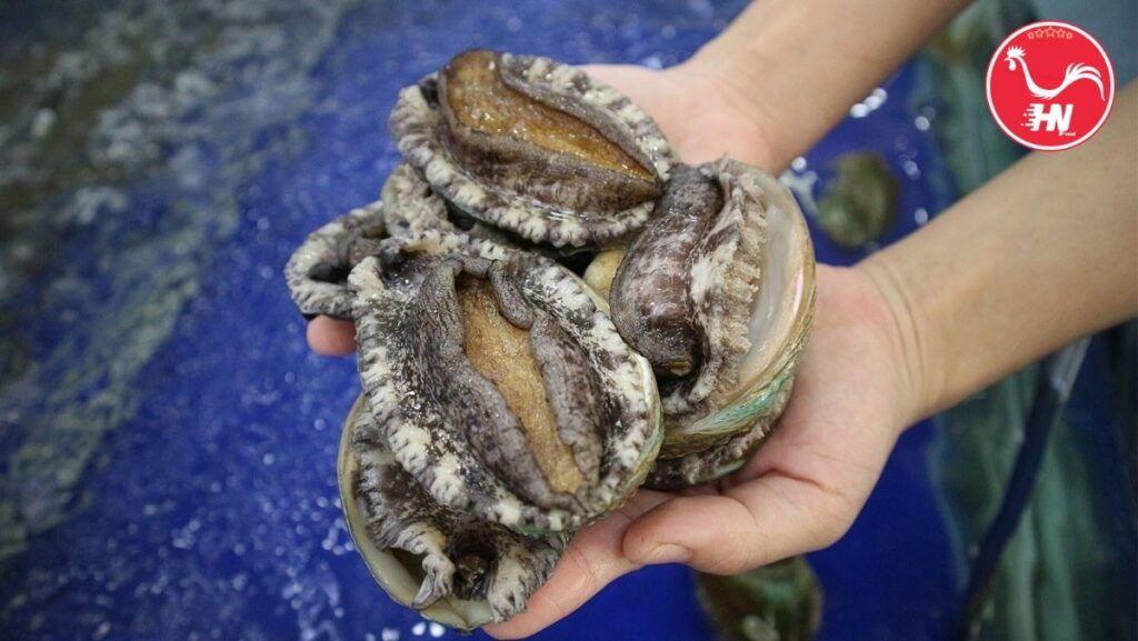 Thành Phần Dinh Dưỡng Của Bào Ngư9 23