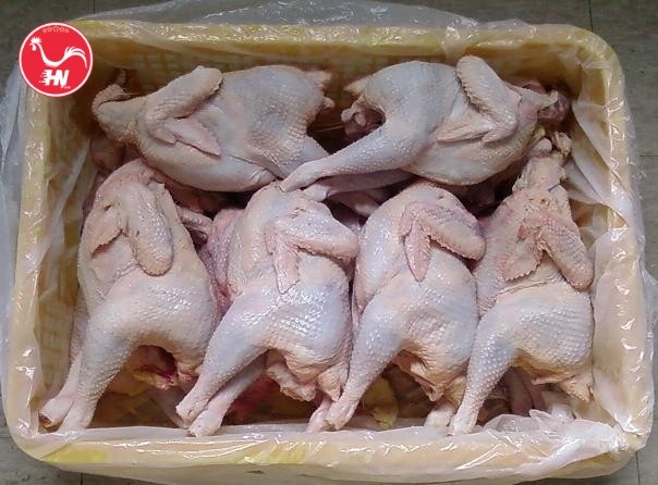 Công Ty Cung Cấp Gà Dai Nhập Khẩu Tại TP HCM á_1